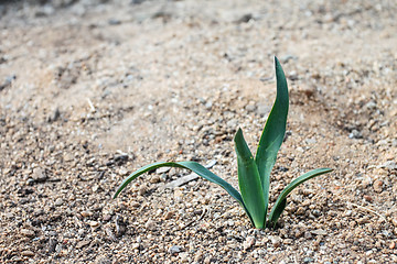 Image showing Little Plant