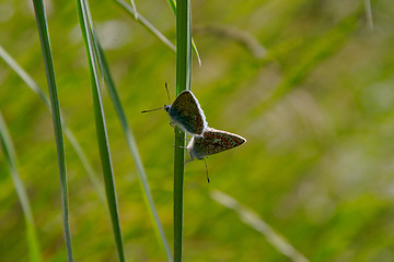 Image showing Adonis Blue