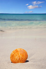 Image showing Seashell