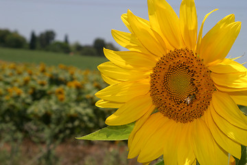 Image showing Sunflower