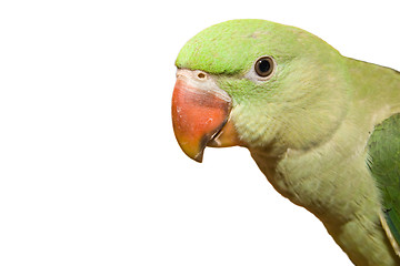 Image showing Parrot