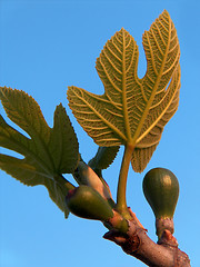 Image showing Figs On Tree