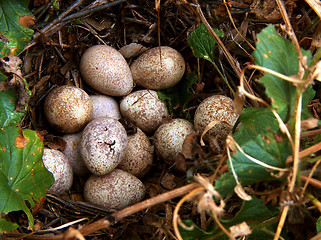 Image showing Partridge Nest
