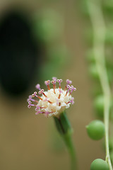 Image showing Senecio rowleyanus - Asteraceae  (Macro)