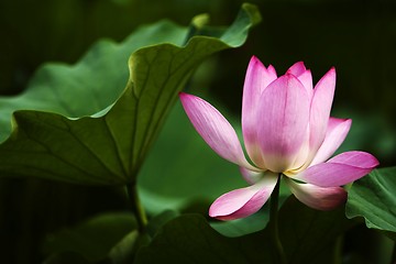 Image showing Lotus