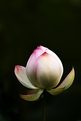 Image showing Lotus