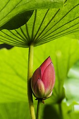 Image showing Lotus