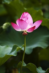 Image showing Lotus