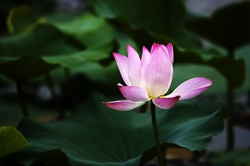 Image showing Lotus