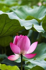 Image showing Lotus