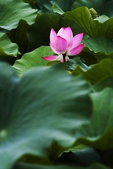 Image showing Lotus