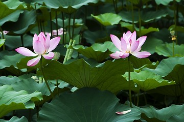 Image showing Lotus