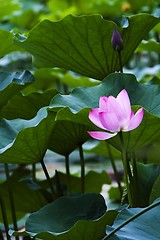 Image showing Lotus