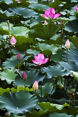 Image showing Lotus