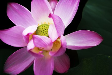 Image showing Lotus