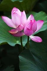 Image showing Lotus