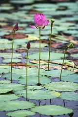 Image showing Lotus