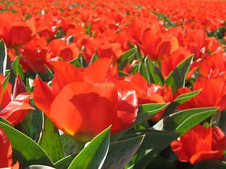 Image showing Tulips