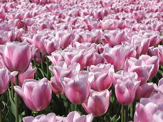 Image showing Tulips