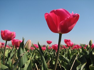 Image showing Tulips