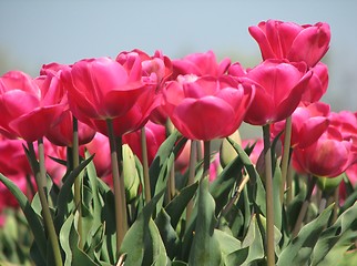 Image showing Tulips