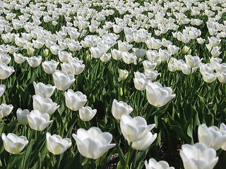 Image showing Tulips