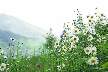 Image showing field of camomiles