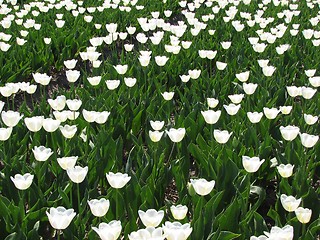 Image showing Tulips