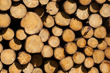 Image showing Stacked timber in a dutch forrest