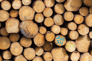 Image showing Stacked timber in a dutch forrest