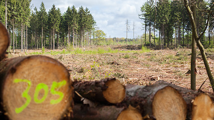 Image showing Stacked timber in a dutch forrest, selective focus