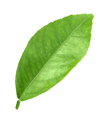 Image showing Green leaf of citrus-tree