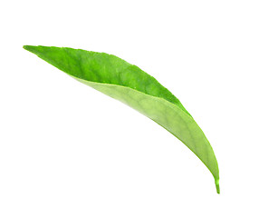 Image showing Green leaf of citrus-tree