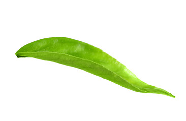 Image showing Green leaf of citrus-tree