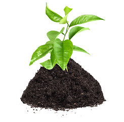 Image showing Green plant of citrus in a mound of ground