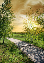 Image showing Birches near the road