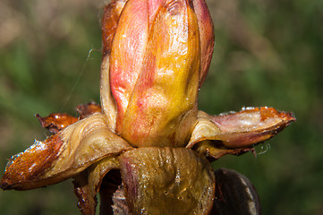 Image showing Spring chestnut buds