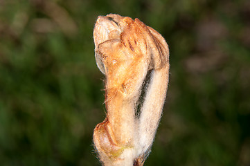 Image showing Spring chestnut buds