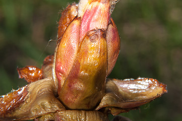 Image showing Spring chestnut buds