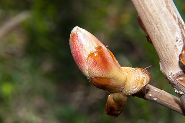 Image showing Spring chestnut buds