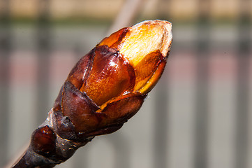 Image showing Spring chestnut buds