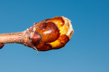 Image showing Spring chestnut buds