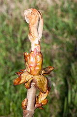 Image showing Spring chestnut buds