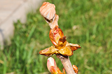 Image showing Spring chestnut buds