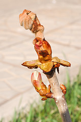 Image showing Spring chestnut buds