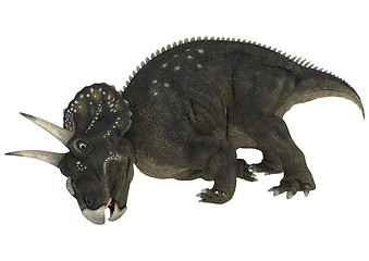 Image showing Dinosaur Diceratops