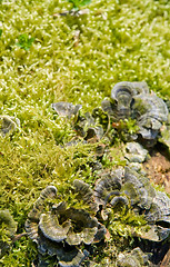 Image showing moss detail