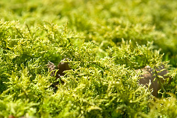 Image showing moss detail