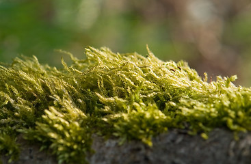 Image showing moss detail