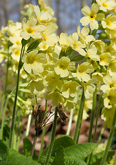 Image showing common cowslip